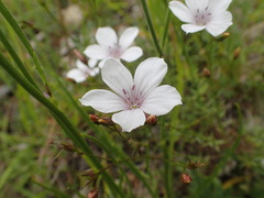 Linum tenuifolium