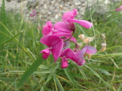 Lathyrus