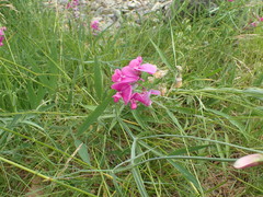 Lathyrus