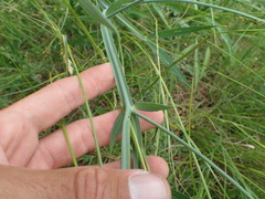 Lathyrus