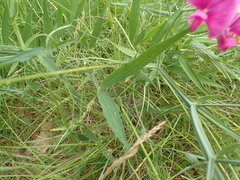 Lathyrus