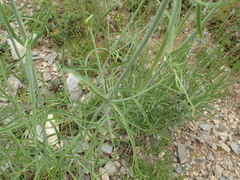 Centranthus angustifolius