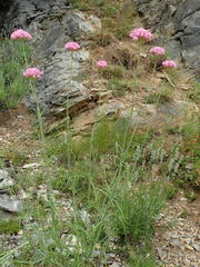 Centranthus angustifolius