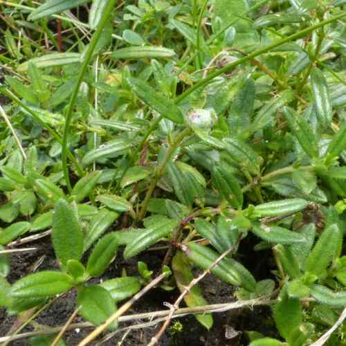 Contarinia helianthemi