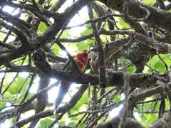 Platycercus eximius eximius