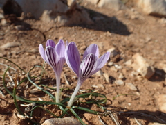 Crocus corsicus