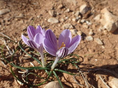 Crocus corsicus