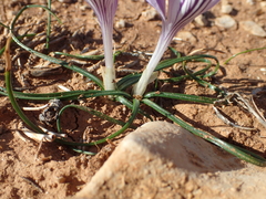 Crocus corsicus