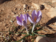Crocus corsicus