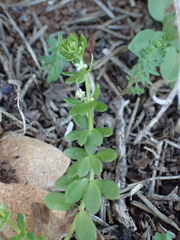 Galium verrucosum