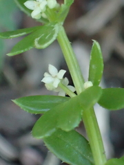 Galium verrucosum