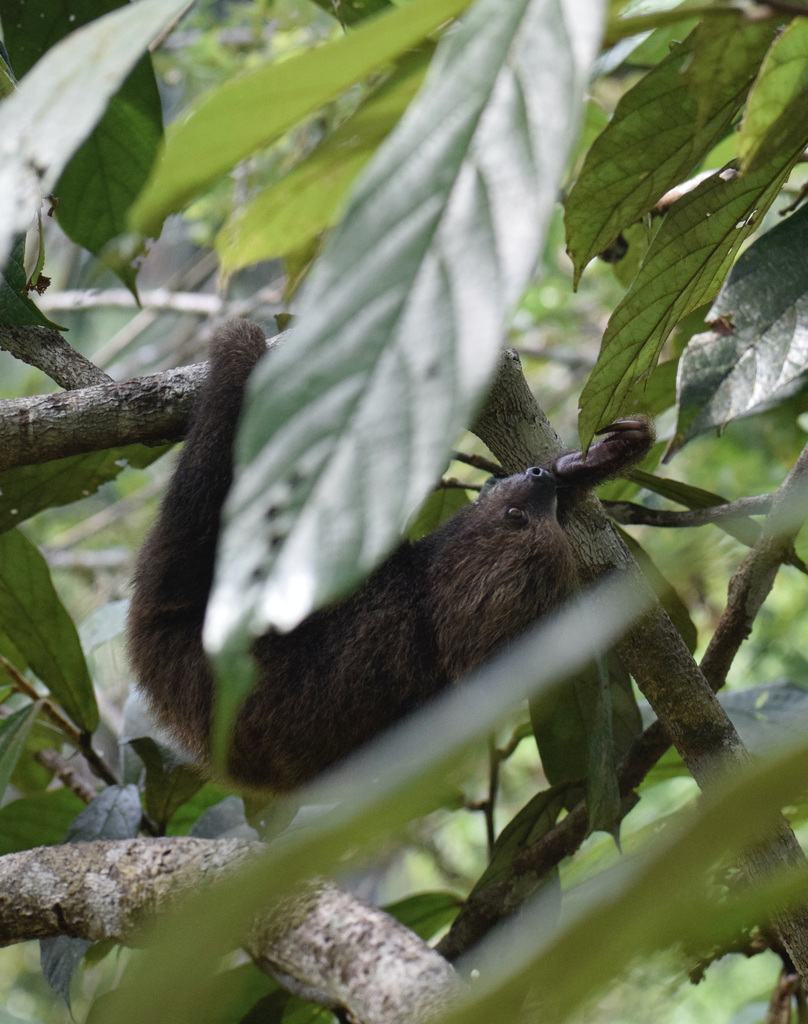 Linnaeus's Two-toed Sloth from Puerto Nariño, Amazonas, Colombia on ...