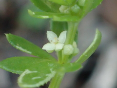 Galium verrucosum