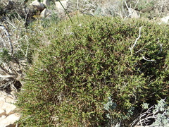 Genista corsica