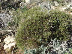 Genista corsica