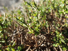 Genista corsica