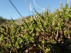 Genista corsica