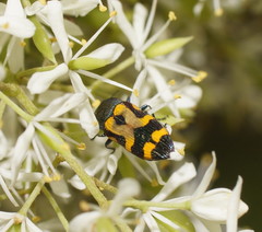 Castiarina wilsoni