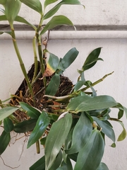 Dendrobium goldschmidtianum