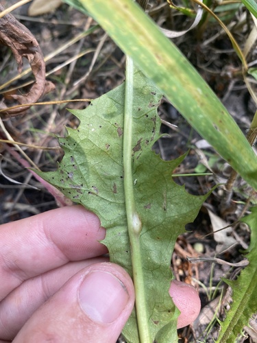 dandelion gall wasp