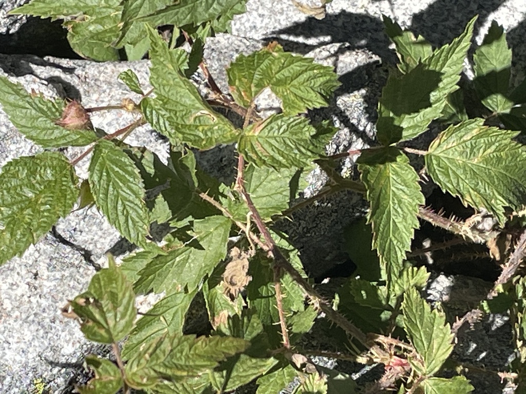 red raspberry from Okanogan Wenatchee National Forest, Tonasket, WA