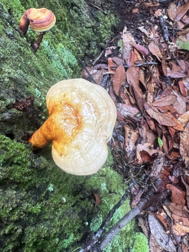 Ganodermataceae image