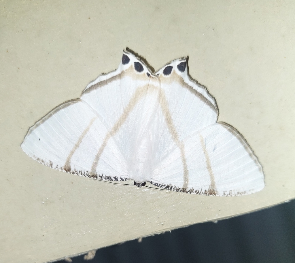 Cyphura geminia