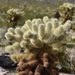 Teddybear Cholla - Photo (c) lonnyholmes, some rights reserved (CC BY-NC), uploaded by lonnyholmes