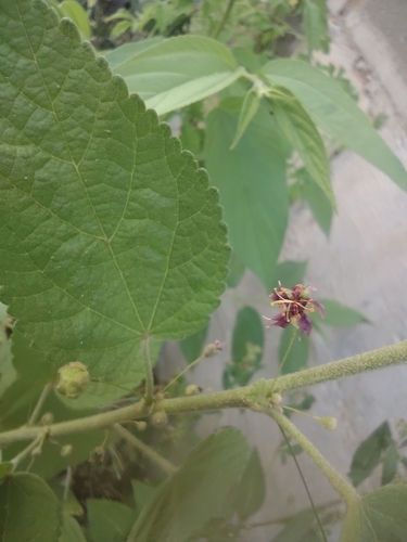 Image of Sidastrum paniculatum by (c) Luan Mazzeo, some rights reserved (CC BY)