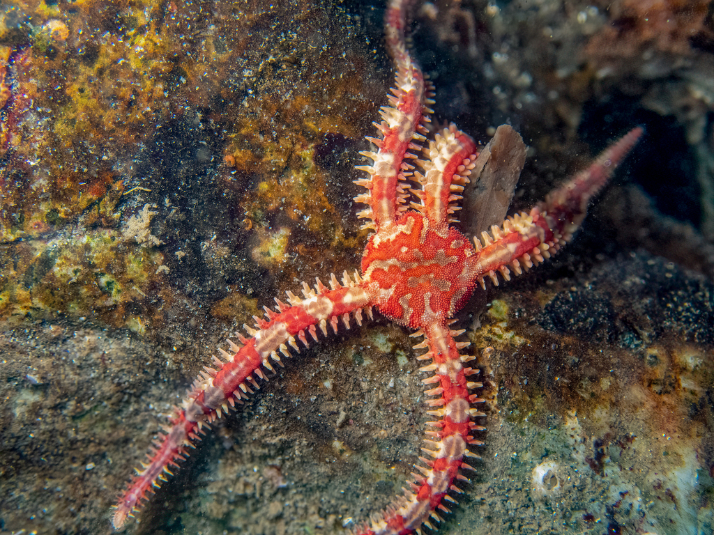 Daisy Brittle Star from Tongue Point, Washington 98363, USA on July 2 ...