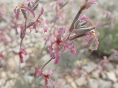 Matthiola fruticulosa