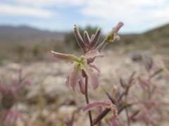 Matthiola fruticulosa