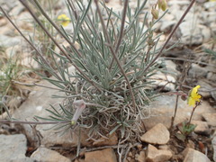 Matthiola fruticulosa