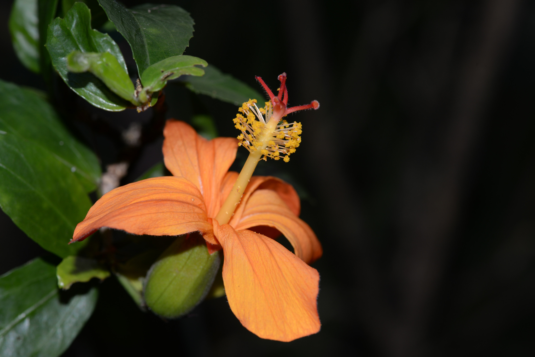 Hibiscus kokio ssp. saintjohnianus