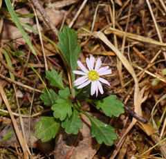 Brachyscome salkiniae