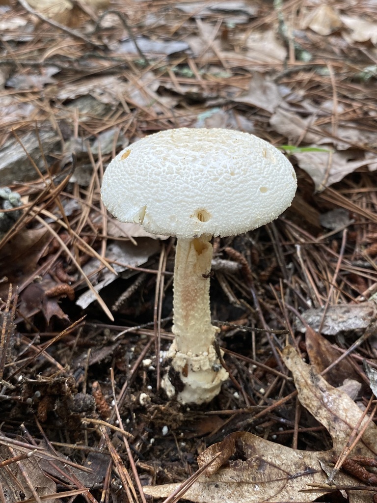 Amanita sect. Roanokenses in July 2023 by jim · iNaturalist