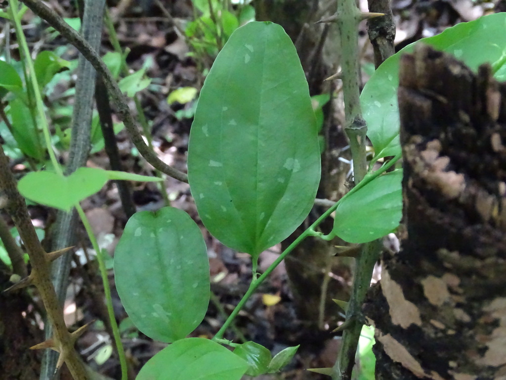 Smilax spinosa from Arriaga, Chis., México on July 09, 2023 at 02:35 PM ...