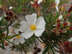 Cistus clusii