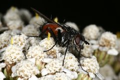 Eriothrix rufomaculata