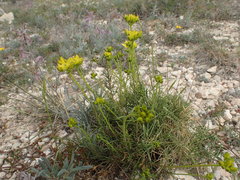 Haplophyllum linifolium