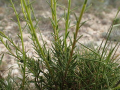 Haplophyllum linifolium