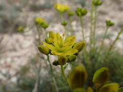 Haplophyllum linifolium