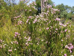 Erica terminalis