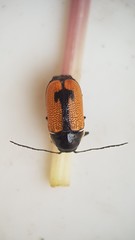 Aporocera albilinea