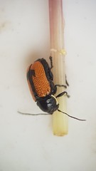Aporocera albilinea