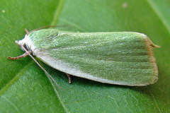 Earias clorana
