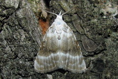 Meganola albula