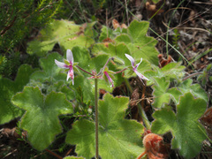 Pelargonium tomentosum