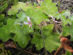 Pelargonium tomentosum