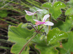 Pelargonium tomentosum
